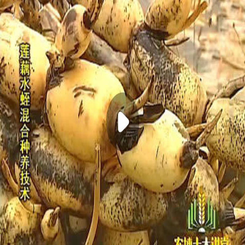 台湾 水蛭莲藕种养